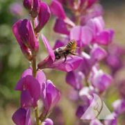 Western Pollinator Mix