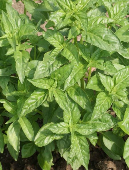 Basil Italian Large Leaf OBIL-1601