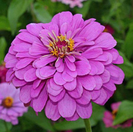 Zinnia lavender