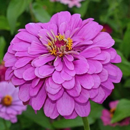 Zinnia lavender