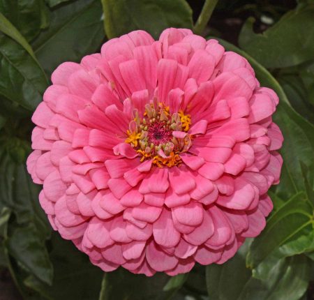 Rose Zinnia