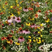 Eastern US Xeriscape Seed Mix