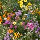 Golf Flower Seed Mix