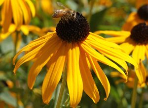 Orange Coneflower