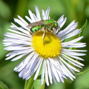 DBG Green Sweat Bee