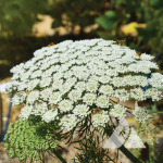 Bishops Flower, Green Mist in bloom.