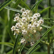 Narrow Leaved Milkweed (Asclepias fascicularis)