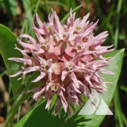 Pink blooms featured on Showy Milkweed (Asclepias speciosa)