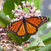 An orange butterfly lands on pink Common Milkweed flowers.