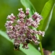 Common Milkweed (Asclepias syriaca)