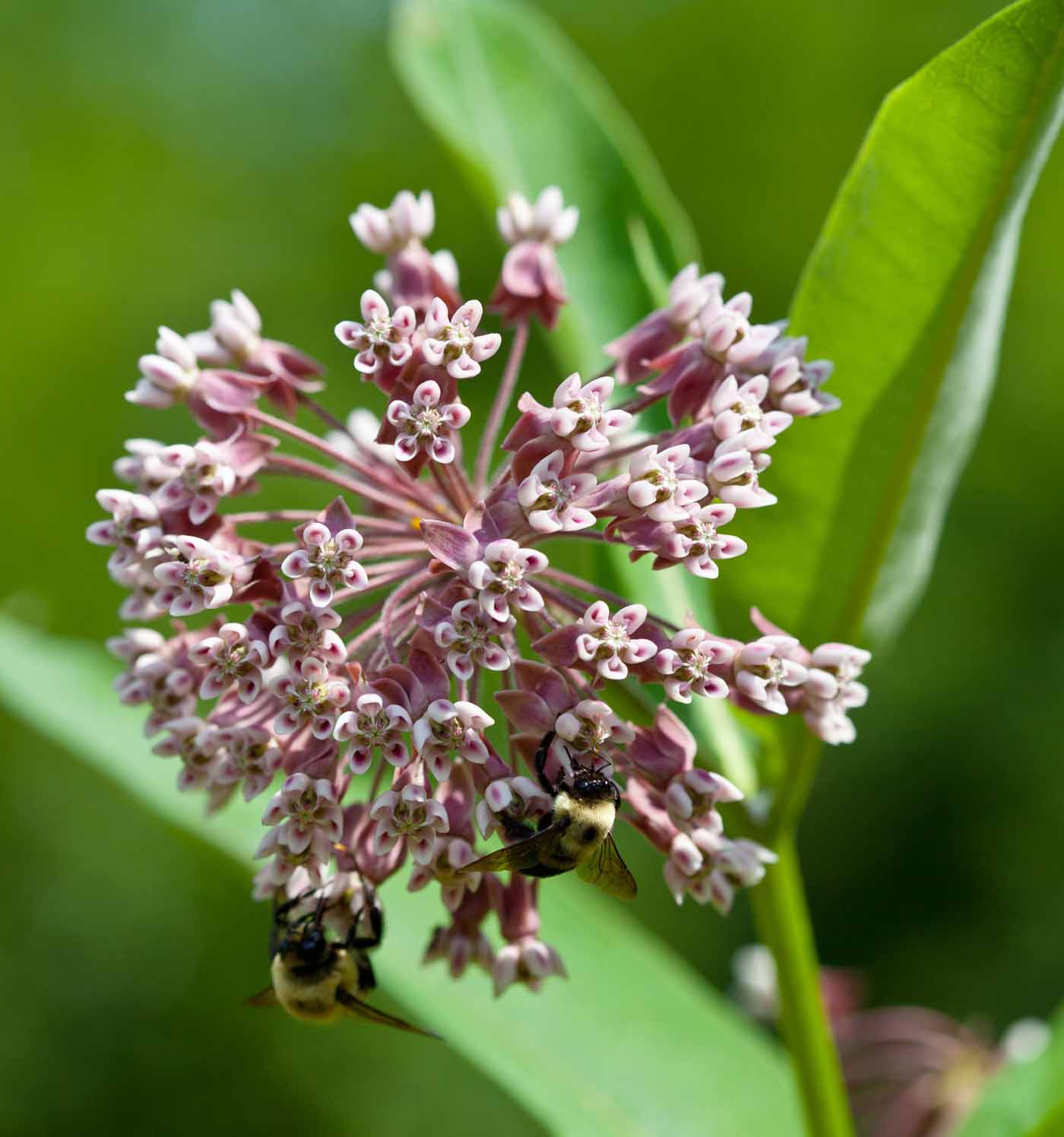 Common Milkweed (Asclepias syriaca)