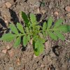 African Marigold 'Crackerjack' (Tagetes erecta)