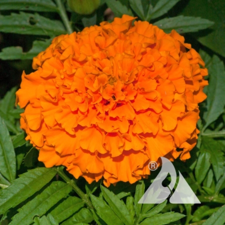 African Marigold 'Hawaii' (Tagetes erecta)