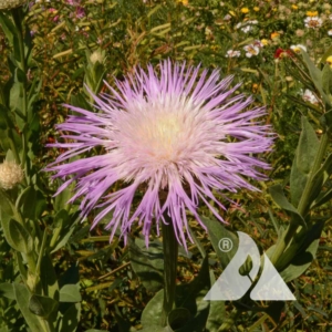 American Basketflower (Centaurea americana)