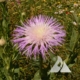 American Basketflower (Centaurea americana)