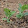 Annual Sweet pea 'Heirloom Mix'