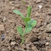 Annual Sweet Pea 'Knee High Mix' (Lathyrus odoratus)