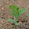 Annual Sweet Pea 'Mammoth Mix' (Lathyrus odoratus)