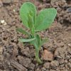 Annual Sweet Pea (Lathyrus odoratus)