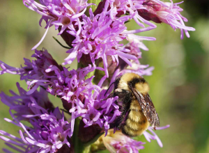 Bumblebee Buffet Mix