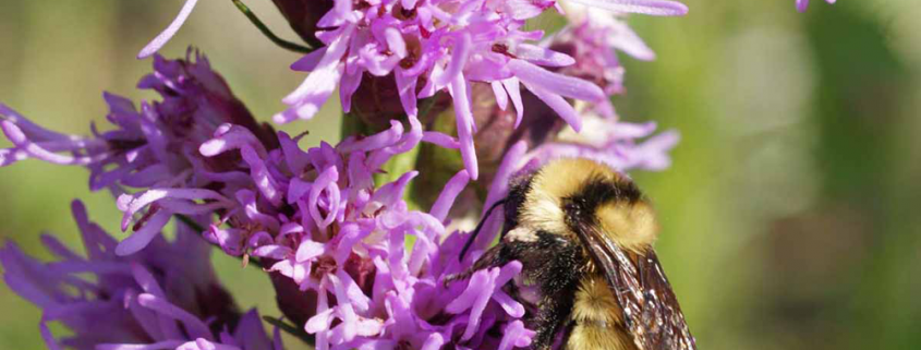 Bumblebee Buffet Mix