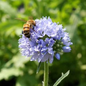 Bee Feed Seed Mix