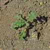 Baby Blue Eyes (Nemophila menziesii)