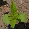 Balsam 'Bush mix' (Impatiens balsamina)