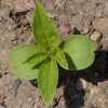 Balsam 'Tom Thumb Mix' (Impatiens balsamina)