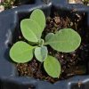 Basket-of-Gold (Alyssum saxatile)