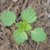 Bells of ireland (Moluccella laevis)