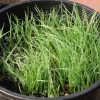 Big Bluegrass (Poa secunda 'Sherman')