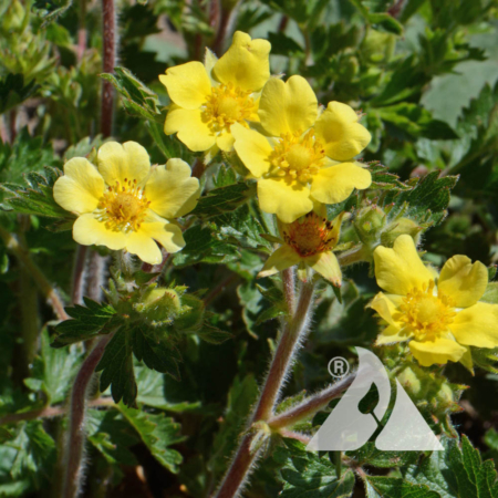 Bigflower-Cinquefoil-Potentilla-fissa-POFI-1701