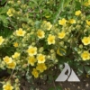 Bigflower-Cinquefoil-Potentilla-fissa-POFI-1702