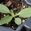 Black-Eyed Susan (Rudbeckia hirta)