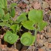 Black-Eyed Susan Vine (Thunbergia alata)