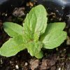 Boneset (Eupatorium perfoliatum)