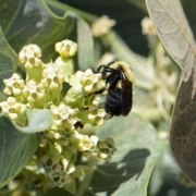 Broadleaf Milkweed (Asclepias latifolia)