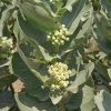 Broadleaf Milkweed (Asclepias latifolia)