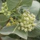 Broadleaf Milkweed (Asclepias latifolia)