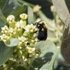 Broadleaf Milkweed (Asclepias latifolia)