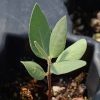 Broadleaf Milkweed (Asclepias latifolia)