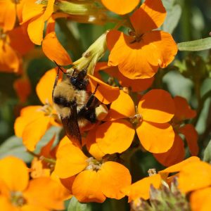 Bumblebee Buffet Mix