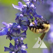 Bumblebee Buffet Mixture