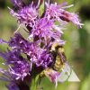 Bumblebee Buffet Mixture