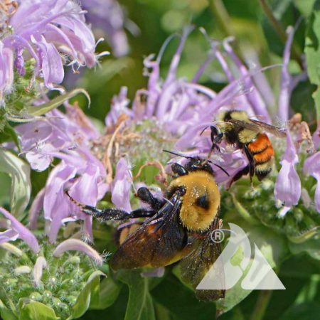 Bumblebee Buffet Mixture