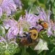 Bumblebee Buffet Mixture