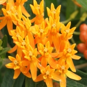 Butterfly Milkweed (Asclepias tuberosa)