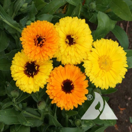 Pot Marigold