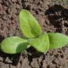 Calendula 'Ball's Orange' (Calendula officinalis)